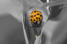 Coccinelle