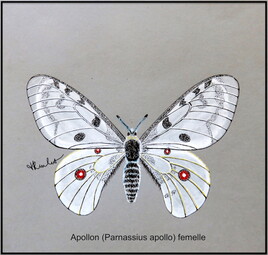 Papillon Apollon (Papilio apollo) / Painting An Apollo butterfly