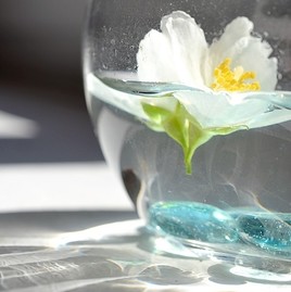 Délicate fleur de Seringa