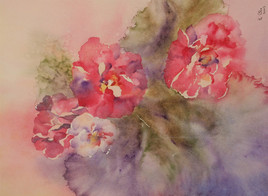 epanouisement pivoines