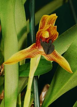 Orchidée d'Amérique centrale.