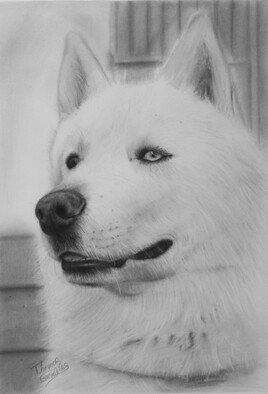 Portrait de mon husky, 2021