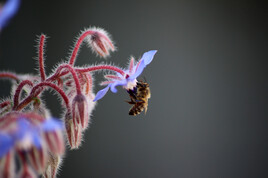 Bourrache & abeille