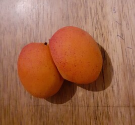Fio. abricots siamois.