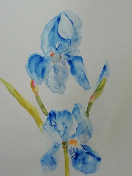 les iris bleus