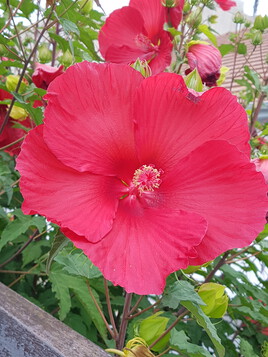 L hibiscus