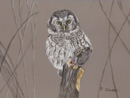 La Chouette chevêche