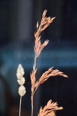 Série Flore en ville