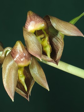 Catasetum macrocarpum (fleur)