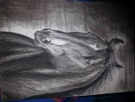 Portrait de quarter horse