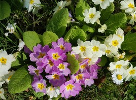 Pour la beauté des fleurs