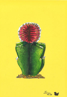 Cactée Astrophytum « Bonnet d’Evêque »