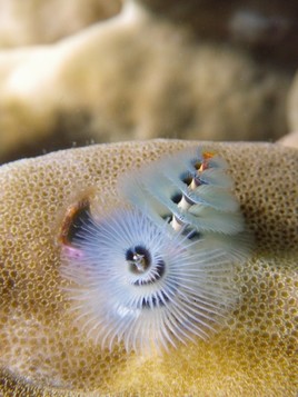 Polich&egrave;tes Thailande