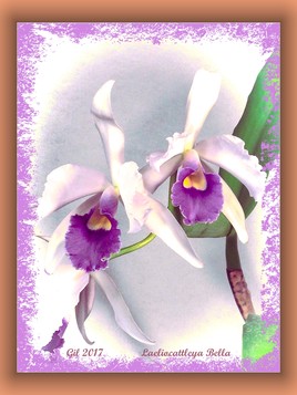 Laeliocattleya Bella 2 - Orchidée