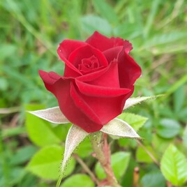 Rose du jardin.