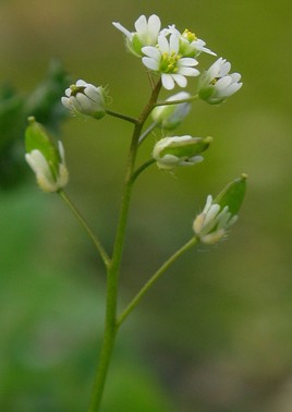 petite fleur blanche 2