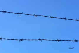 Barbelés sur fond bleu