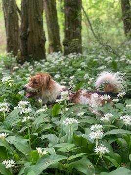 mon petite jack russel