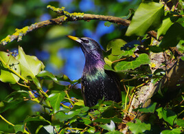 étourneaux sansonnets