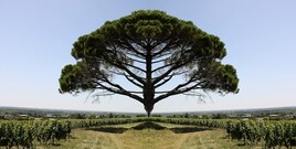 The Malagar Tree