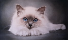 Chaton Sacré de Birmanie