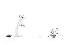 Tout blanc