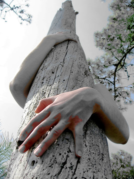 The human Side of Trees