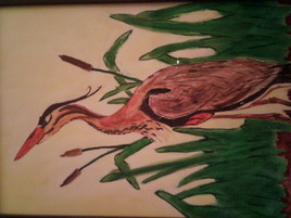 H&eacute;ron cendr&eacute; cach&eacute; dans roseaux