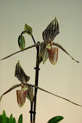 C'est une orchidée très rare qui vit dans l'Ile de Bornéo.