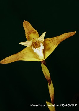 L'orchidée du "poyon del diablo".