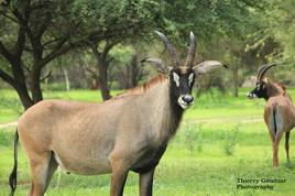 Antilope-cheval