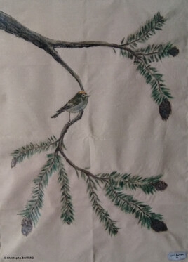 Le Roitelet hupp&eacute;