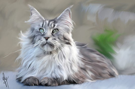 Maine coon