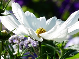 Fleur aux pétales blanches