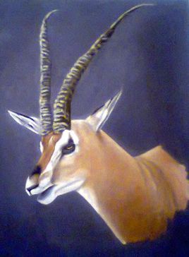 portrait gazelle de thomson