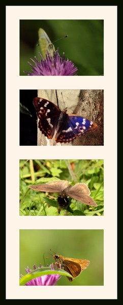 Farfalle 4