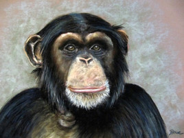 Un Chimpanze