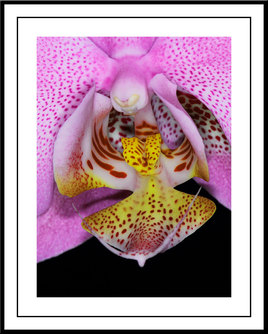 la chair de l'orchidée