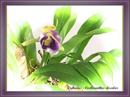 Cochleanthes discolor 2