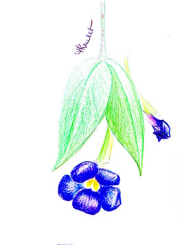 Fleur bleue Thunbergie érigée (Thunbergia erecta) / Drawing A blue king’s-mantle flower