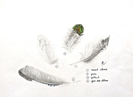 Plumes  / Drawing : Feathers