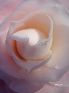 Coeur sucré de rose