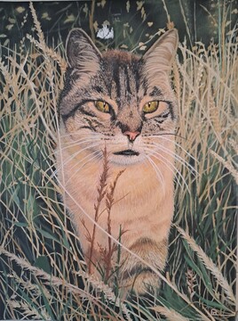 le chat de mon frere