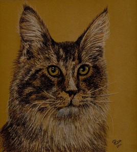 Maine Coon