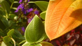 Plantes des Iles Guadeloupe.