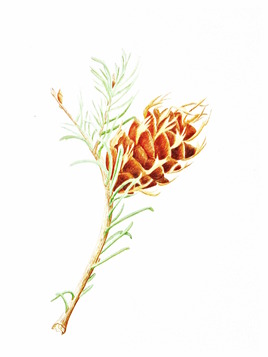 Le cône du pin de Douglas / Painting : a Douglas fir cone