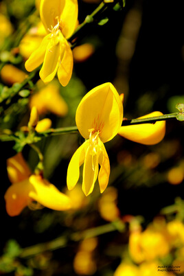 La mystérieuse fleur jaune