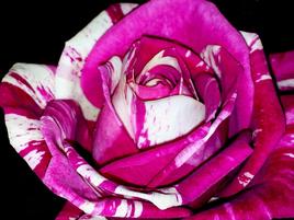 Marbre rose...