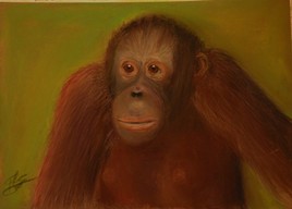Jeune Orang-Outan