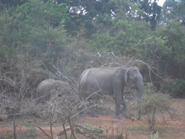 Eléphant de sri Lanka